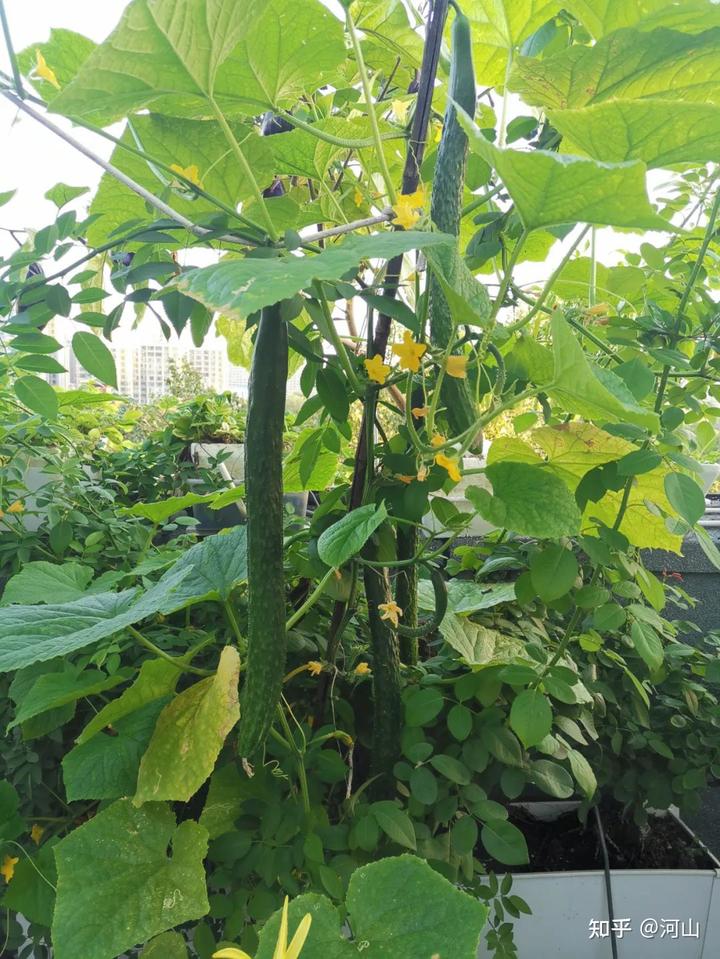 黄瓜幼苗种植技术视频_黄瓜的幼苗 种植技术_黄瓜幼苗怎么种植