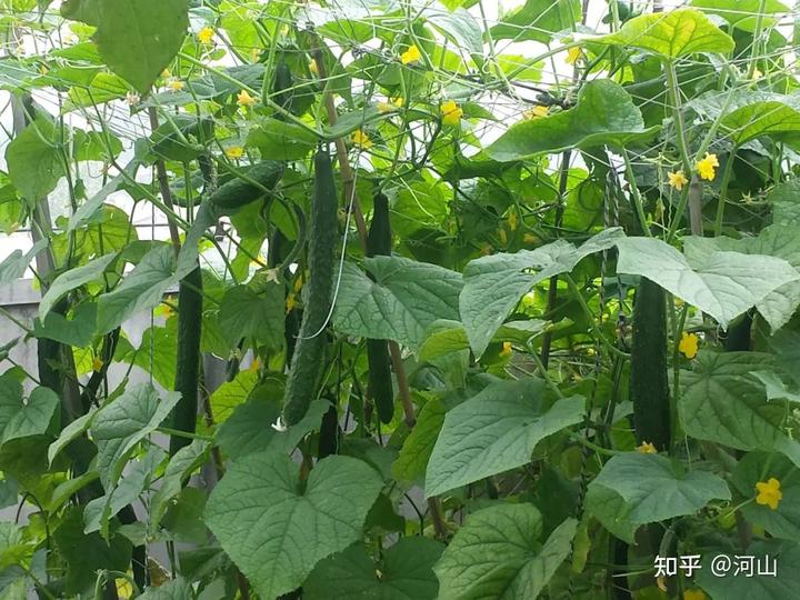 黄瓜幼苗怎么种植_黄瓜幼苗种植技术视频_黄瓜的幼苗 种植技术