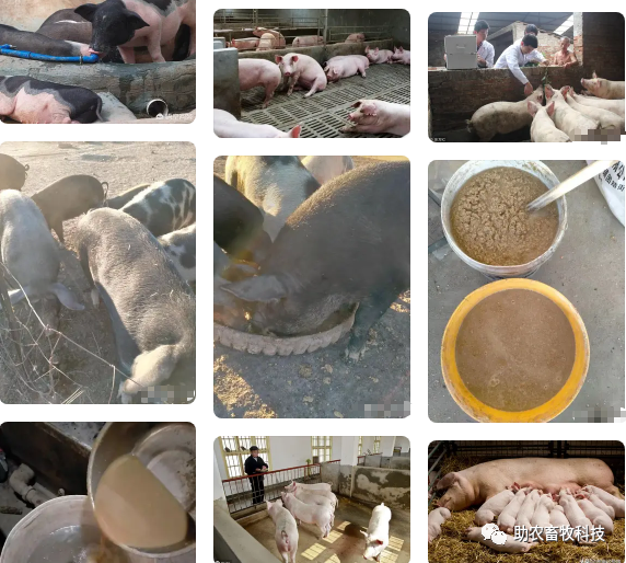 视频养殖猪肉技术大全_肉猪养殖技术视频_视频养殖猪肉技术教程