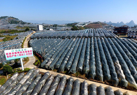 阳朔县百里新村金桔产业（核心）示范区。阳朔县委宣传部供图