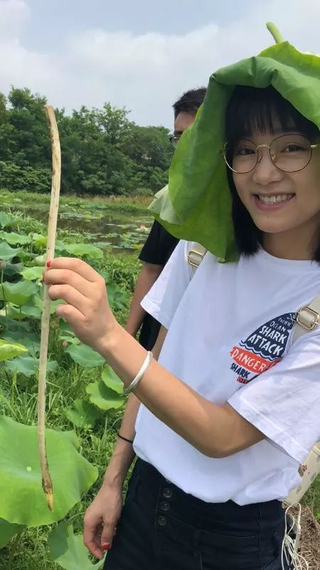 藕种植_藕带怎么种植技术_藕的种植与管理