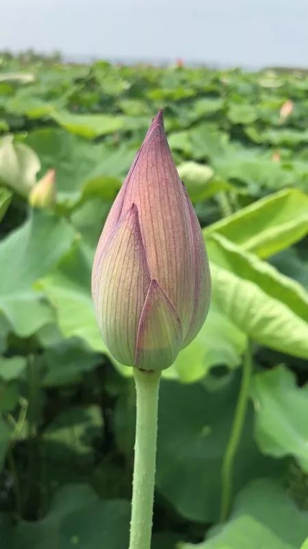 藕带怎么种植技术_藕种植_藕的种植与管理