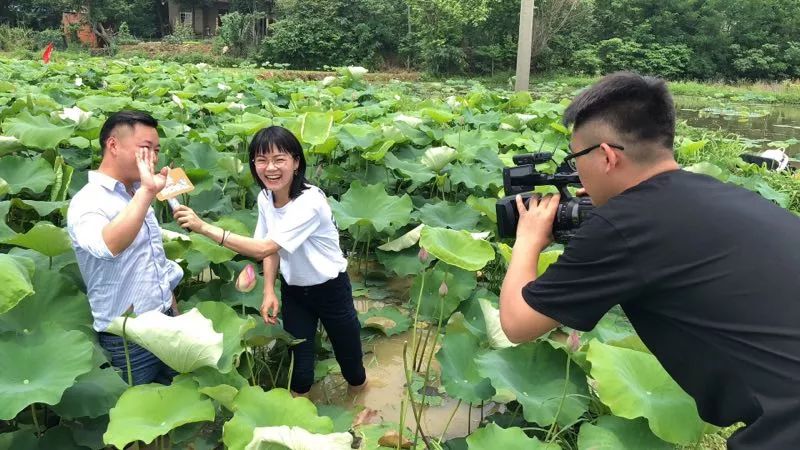 藕带怎么种植技术_藕的种植与管理_藕种植