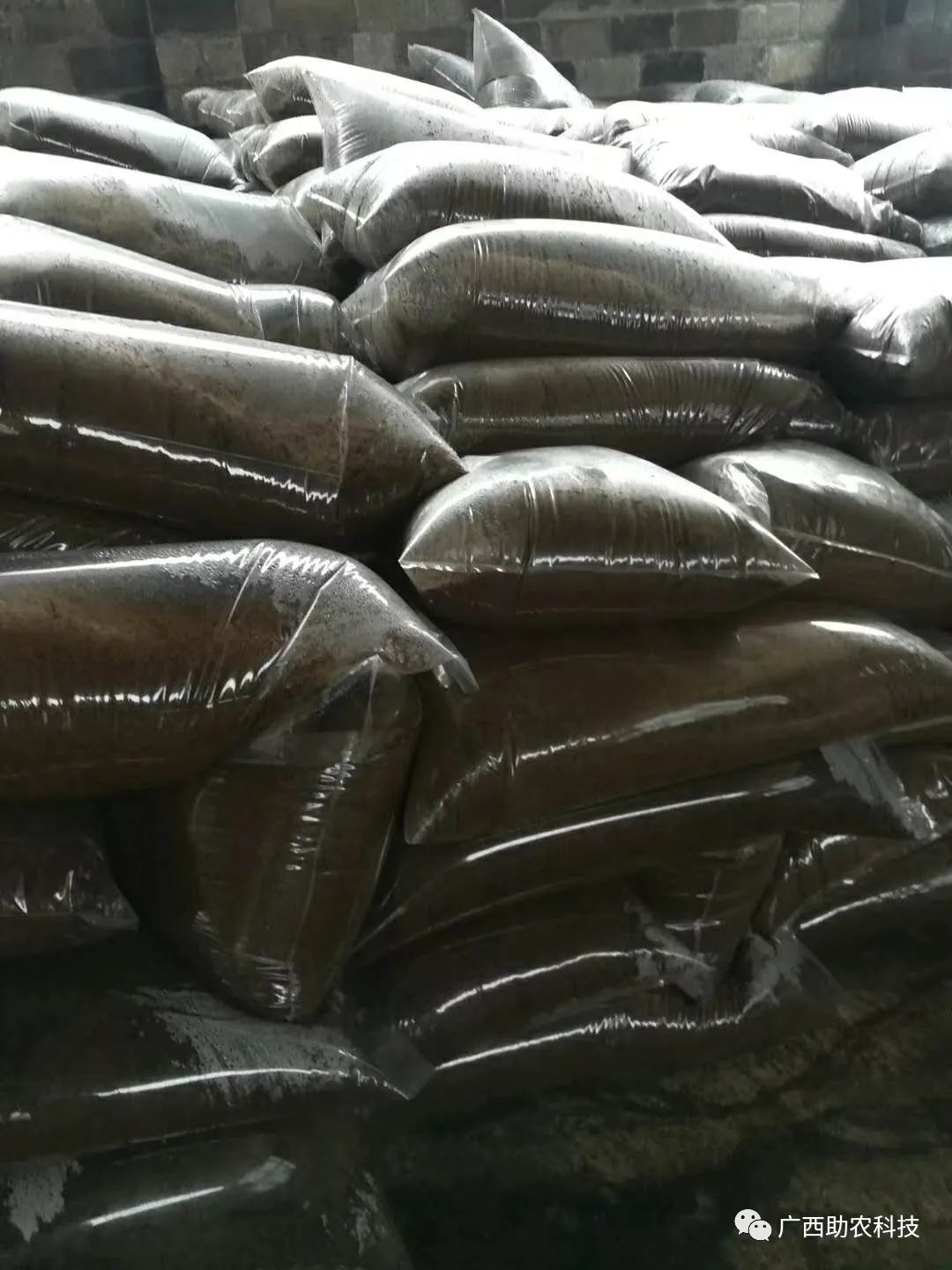 肉猪养殖技术视频_肉食猪养殖_视频养殖猪肉技术教程