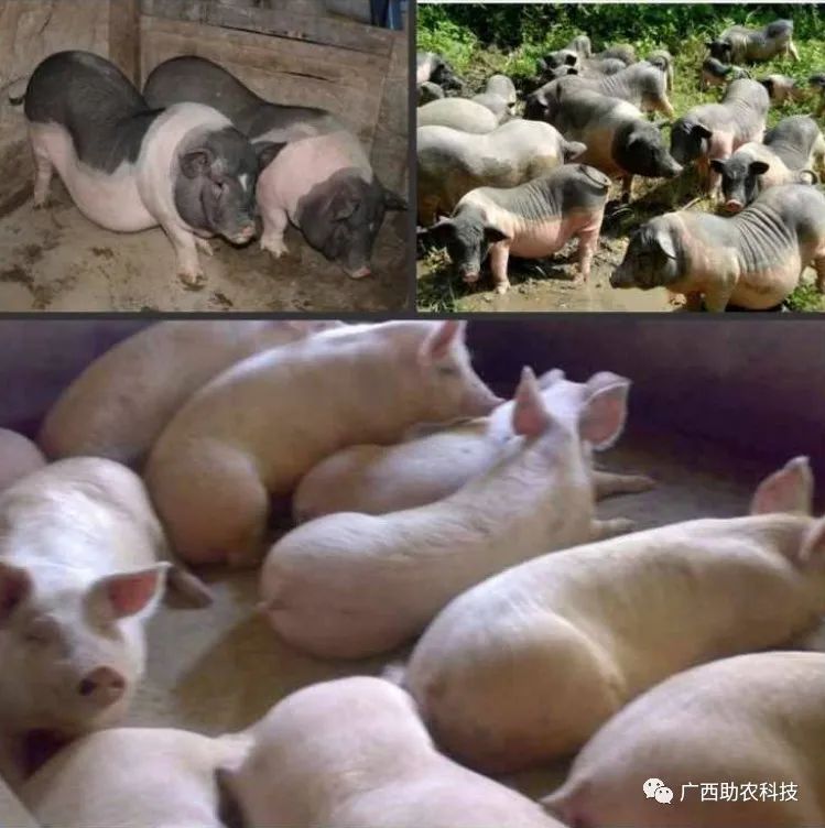 肉食猪养殖_肉猪养殖技术视频_视频养殖猪肉技术教程