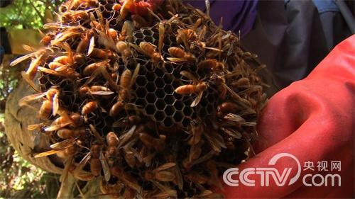 [致富经]财富险中求(20150728)