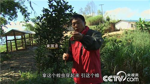 致富经：杀人蜂带来的千万财富（20170710）