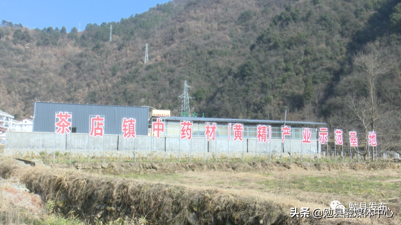 黄精变“黄金”，铺就脱贫致富路