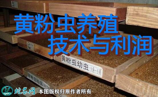 黄粉虫的养殖技术与利润