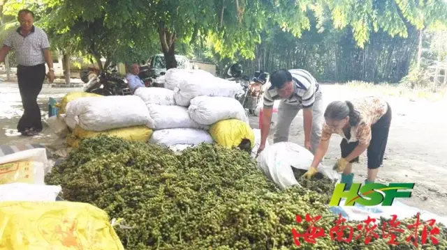 海胶保国分公司：种好林下益智果 巧念生态致富经