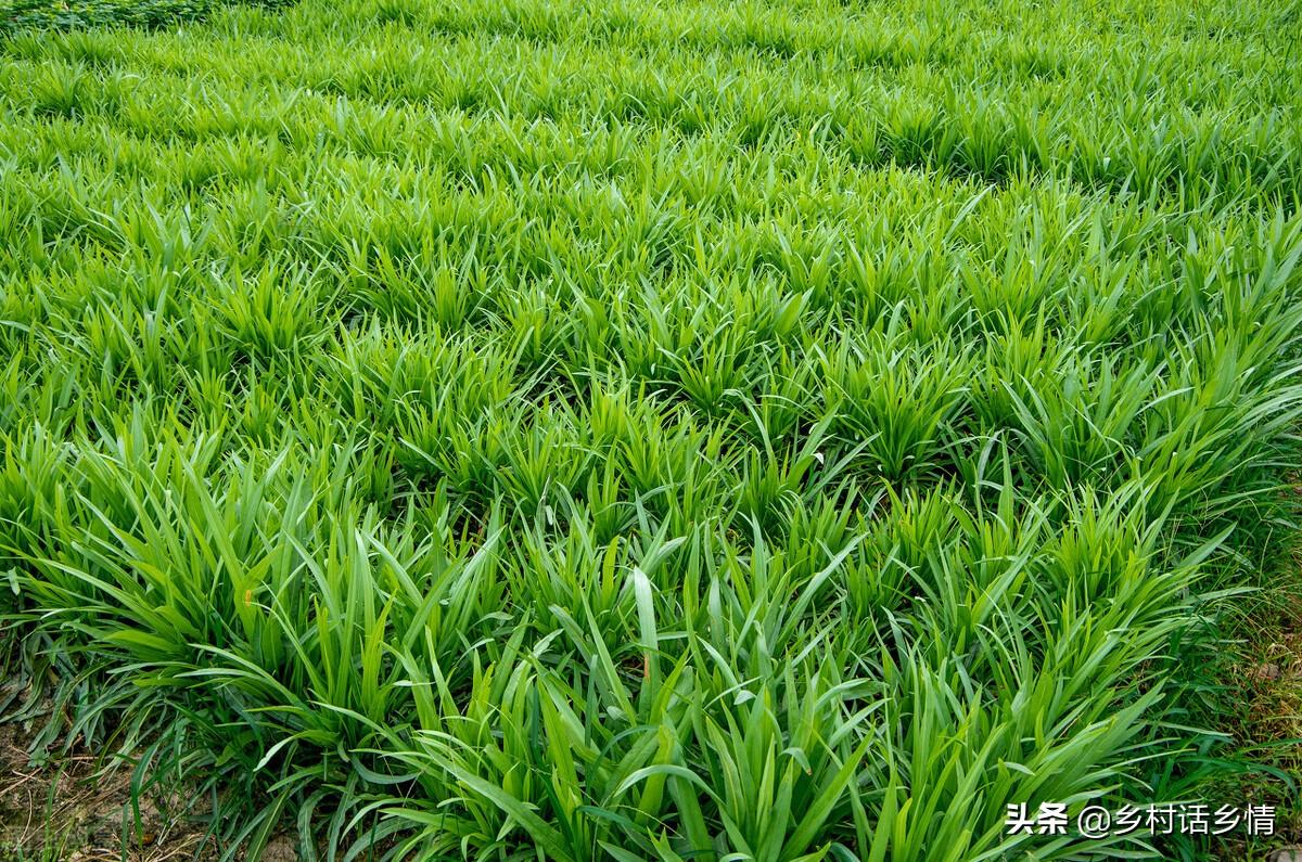 韭菜养殖大全技术视频教程_韭菜养殖方法和注意事项_韭菜养殖技术大全