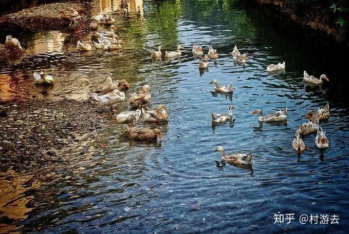 小溪石斑鱼养殖技术鱼怎么繁殖_小溪石斑鱼养殖技术_小溪石斑鱼养殖技术和环境