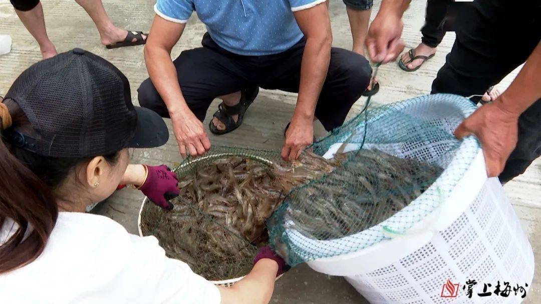 河虾养殖前景_河虾的养殖技术_河虾养殖视频致富经河虾养殖