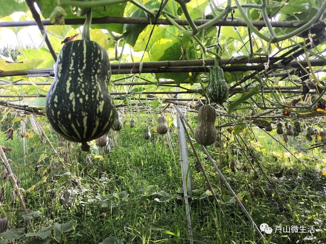 板粟小南瓜的种植技术_板粟南瓜的种植枝术_板栗南瓜种植视频