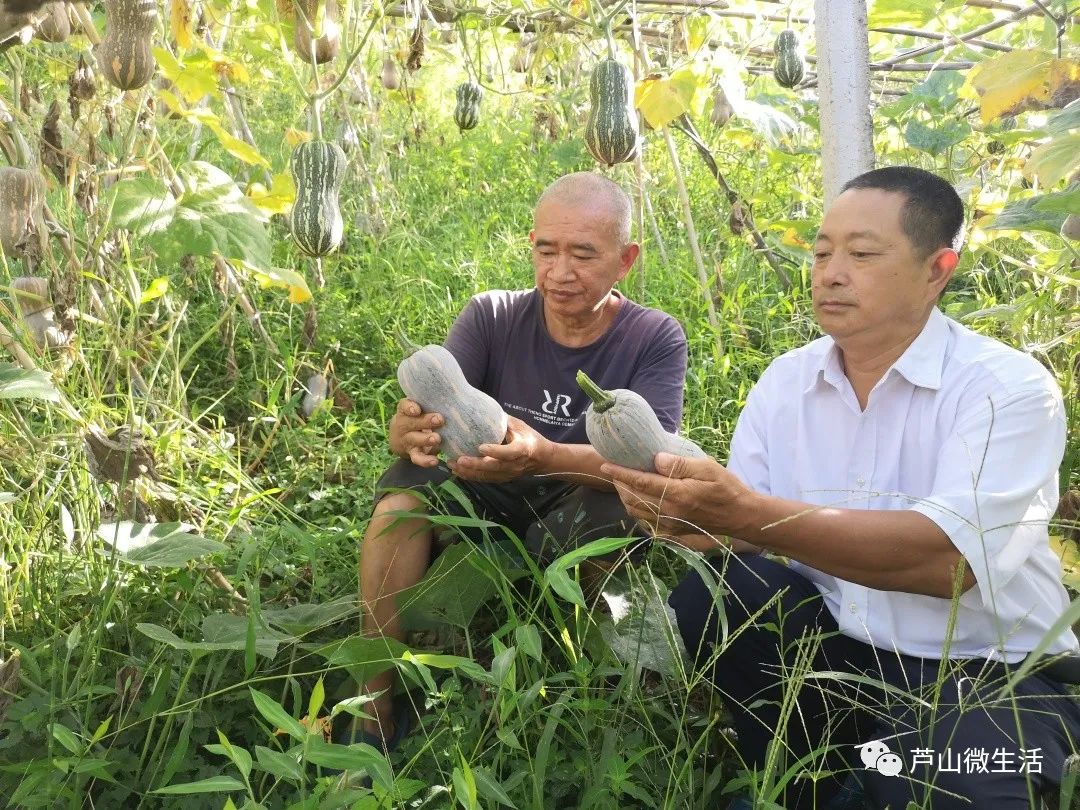 板栗南瓜种植视频_板粟小南瓜的种植技术_板粟南瓜的种植枝术