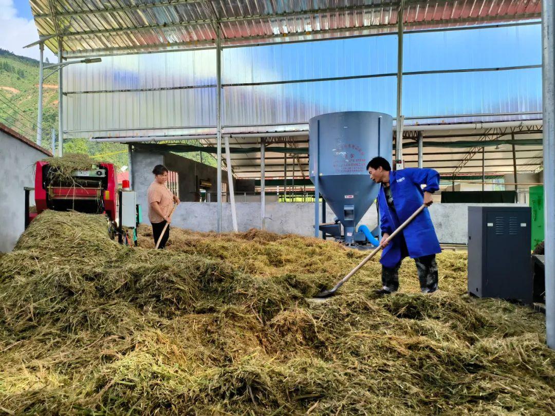 致富养殖黄牛项目介绍_致富养殖黄牛项目有哪些_黄牛养殖致富项目