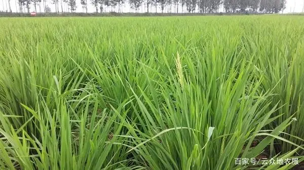 旱稻种植技术视频播放_旱稻的种植技术_种植技术旱稻的优缺点