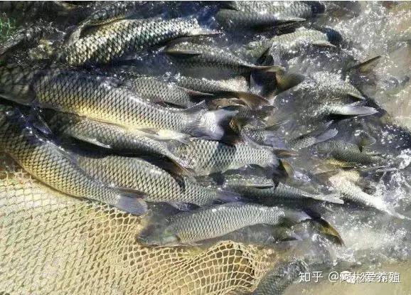 养殖草鱼赚钱吗_养殖草鱼致富的人_致富经养草鱼致富视频