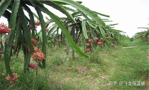 胡椒种子种植与技术_胡椒种子种植技术与管理_胡椒种子种植技术视频