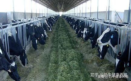 奶牛养殖技术_养殖奶牛技术要求_奶牛养殖流程