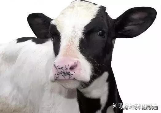 奶牛养殖流程_奶牛养殖技术_养殖奶牛技术要求