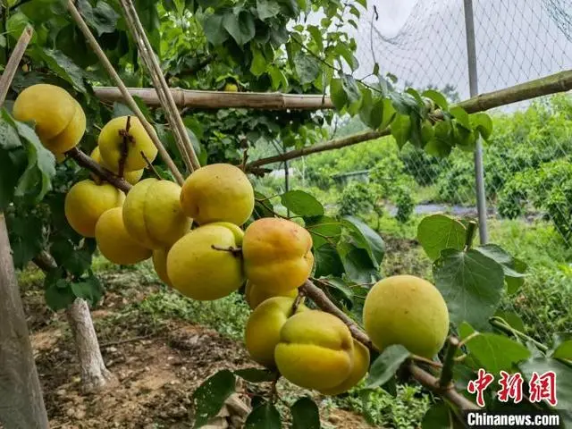 北方杏浙江“安家”记：从“颗粒无收”到亩产值数万元