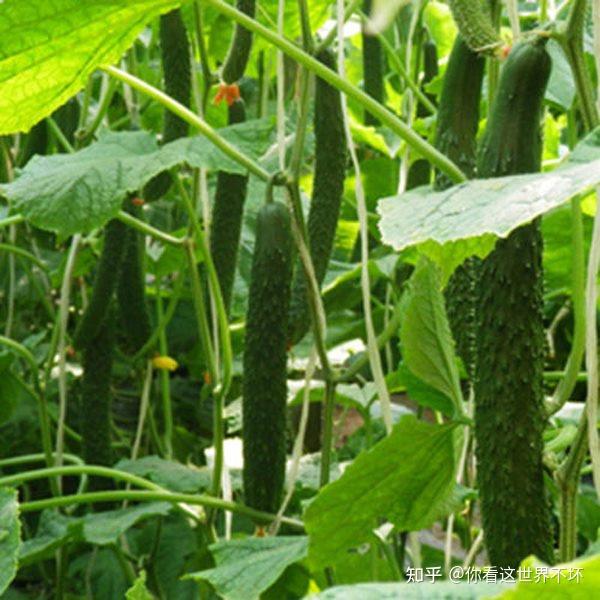 种黄瓜用什么肥料能获得高产？昆仑风叶面肥有用吗