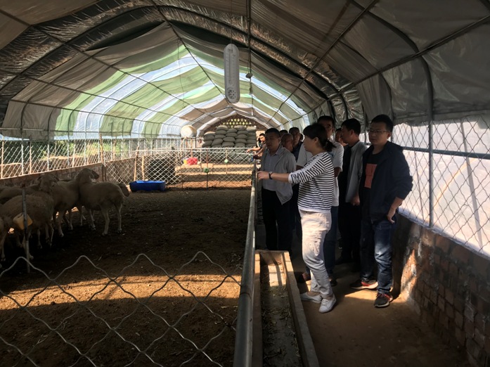家兔养殖技术问答_养殖家兔需要什么样的技术_家兔养殖技术流程