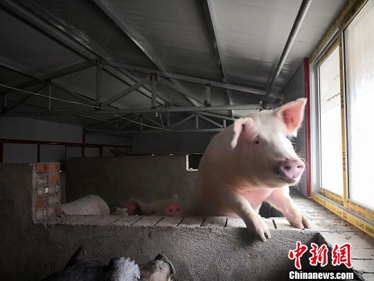 养母猪致富经_致富养殖母猪怎么样_母猪养殖致富