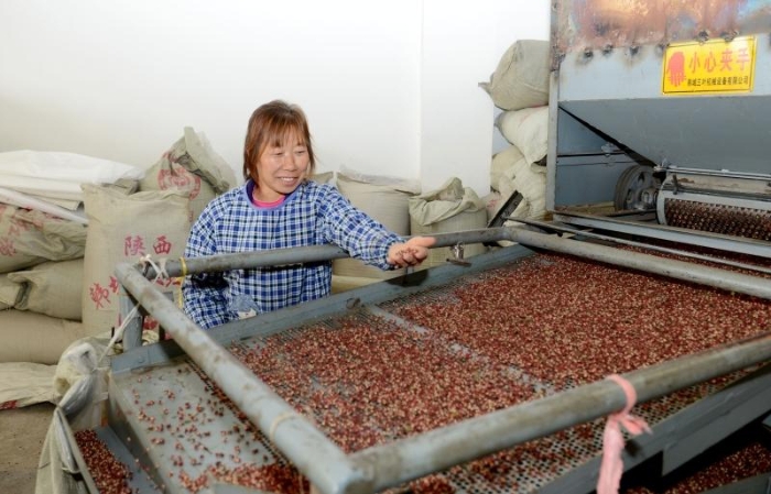 韩城：花椒铺就致富路 51个贫困村脱贫出列 （组图）