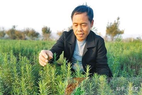 石缝种菜_石缝里种植致富_石缝里种什么植物最好