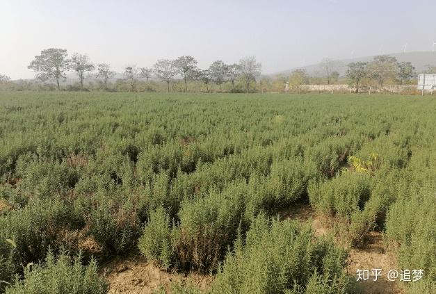 石缝种菜_石缝里种什么植物最好_石缝里种植致富