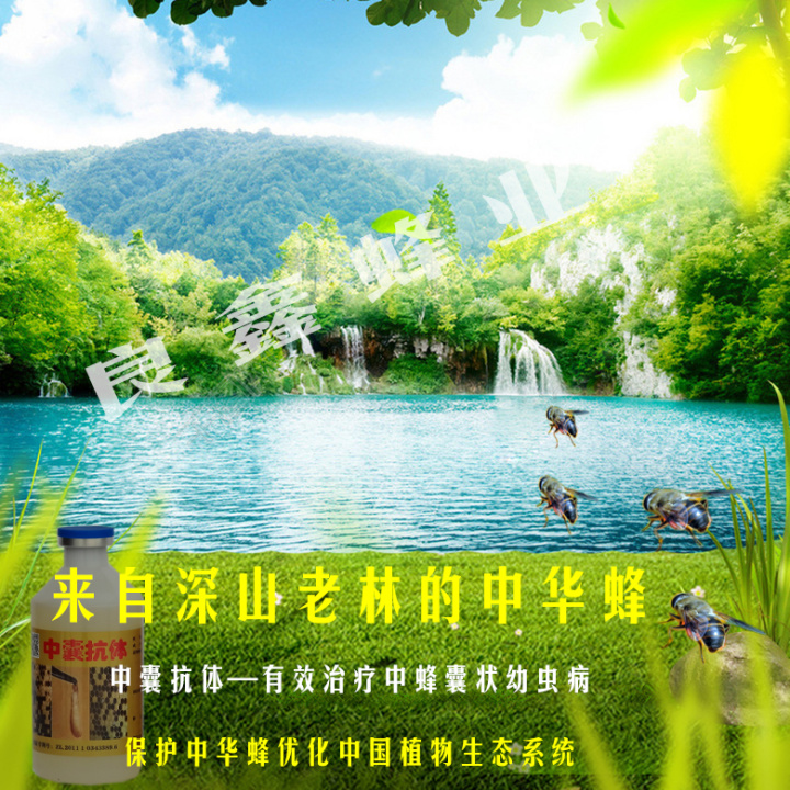 土养中蜂致富经_致富蜂养土中有蜂王吗_致富经土法养中蜂