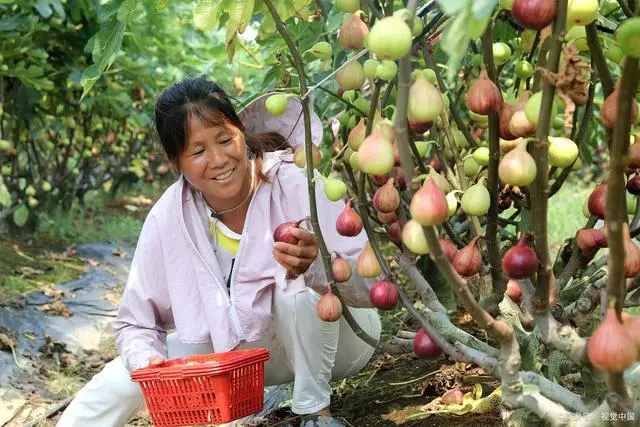 2024在农村种植啥最赚钱？看完这篇文章就心里有数了