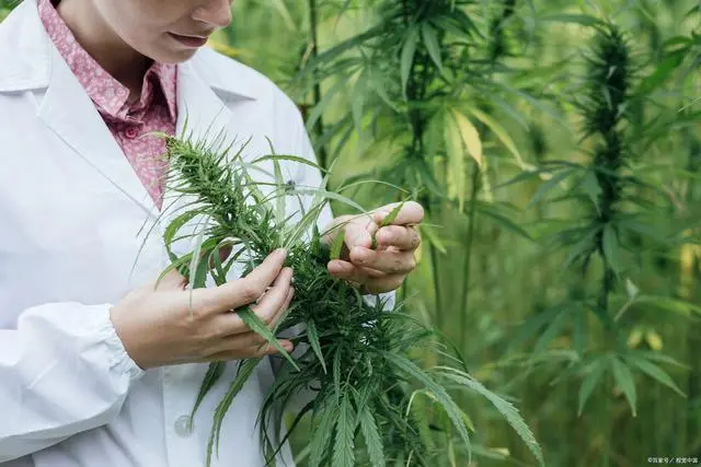 致富种植新水果_致富水果种植新闻稿_致富经种植三种水果亩收入过亿