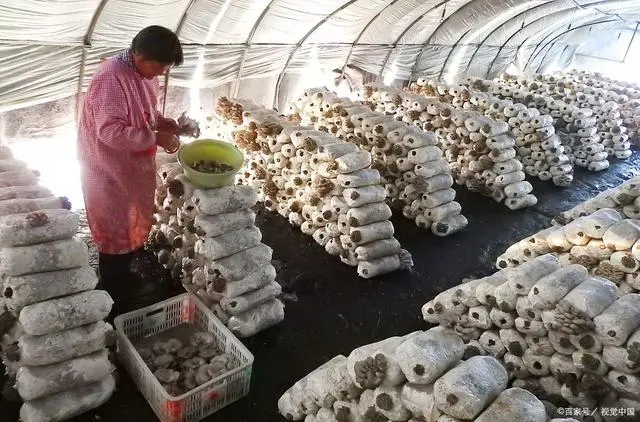 致富经种植三种水果亩收入过亿_致富种植新水果_致富水果种植新闻稿
