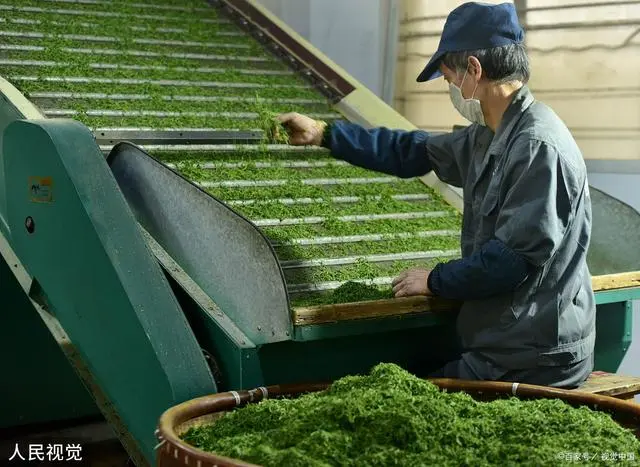 致富水果种植新闻稿_致富经种植三种水果亩收入过亿_致富种植新水果