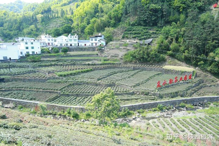 茶叶种植效益_种植茶叶利润怎么样_种植茶叶致富视频