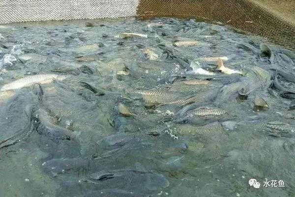 浙江水库网箱养殖技术_小水库网箱养殖技术_水库网箱养殖需要哪些手续