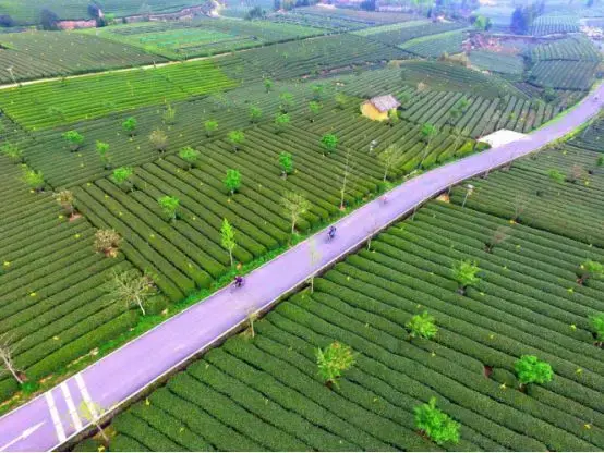 种植茶叶利润怎么样_种植茶叶技术视频_种植茶叶致富视频