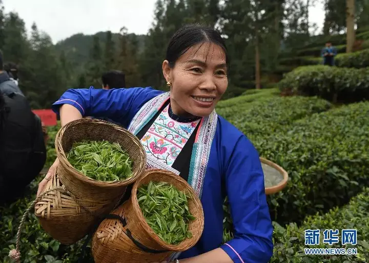 种植茶叶技术视频_种植茶叶利润怎么样_种植茶叶致富视频