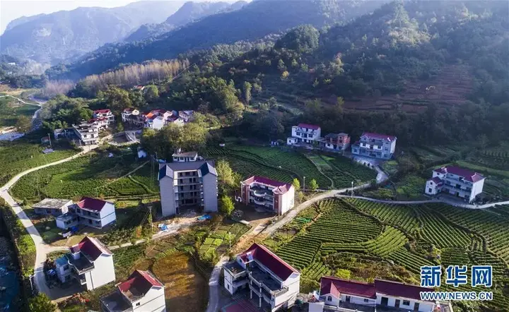 种植茶叶致富视频_种植茶叶技术视频_种植茶叶利润怎么样