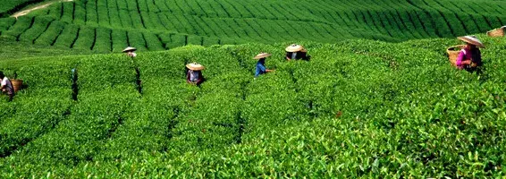 种植茶叶利润怎么样_种植茶叶致富视频_种植茶叶技术视频