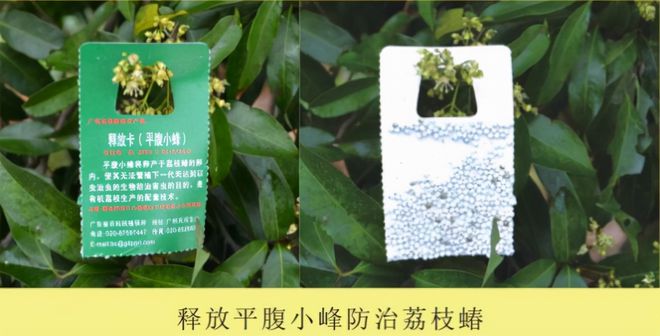 西藏致富带头人_西藏小伙种植致富_西藏出名小伙