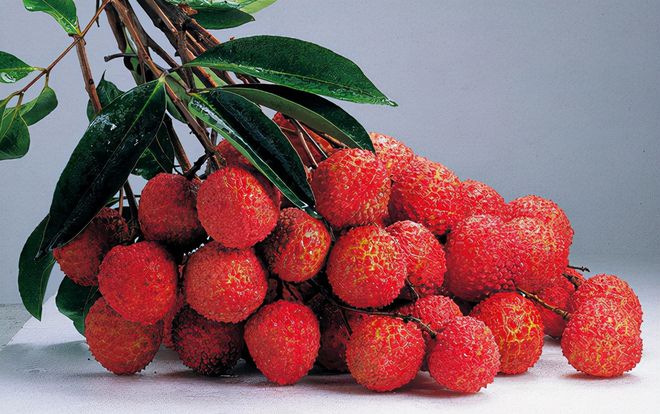 西藏出名小伙_西藏小伙种植致富_西藏致富带头人