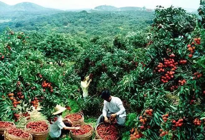 西藏致富带头人_西藏小伙种植致富_西藏出名小伙