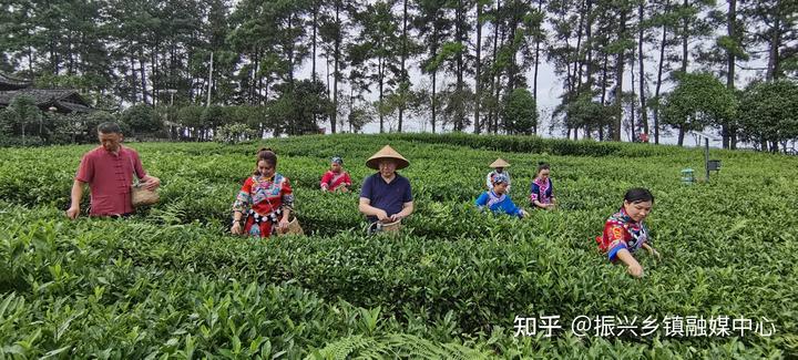 茶叶致富经_种植茶叶致富视频_种植茶叶技术视频