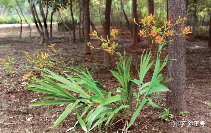 北方农村种植致富项目_致富项目北方种植_北方种植什么利润大