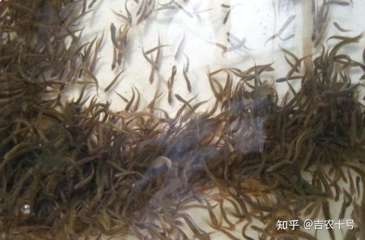 黄沙鳖怎么养_科技苑黄沙鳖养殖视频_黄沙鳖养殖 技术