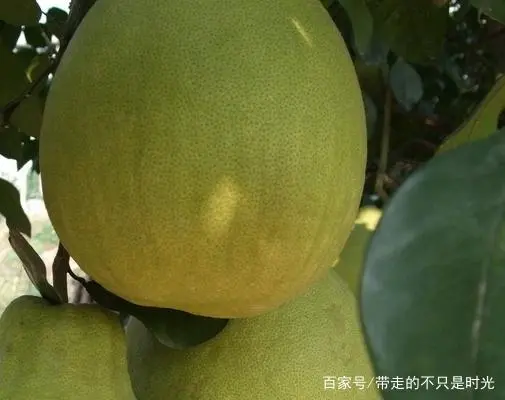 种植技术沙田柚视频_沙田柚种植新技术有哪些_沙田柚 种植技术